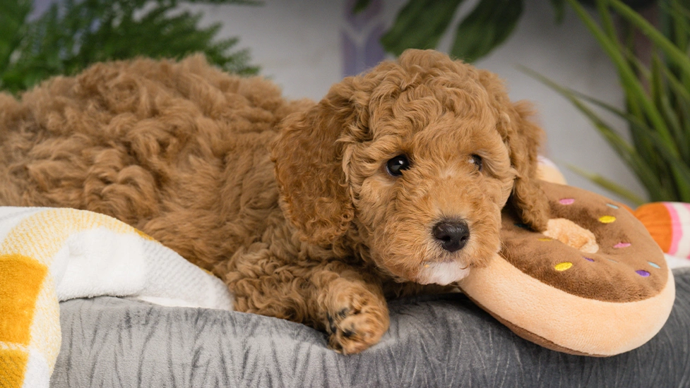 Apricot poodle puppy, Elmo, cuddled up with a donut dog toy in a dog bed