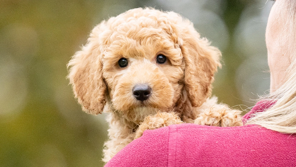 Apricot poodle puppy looking over womans shoulder
