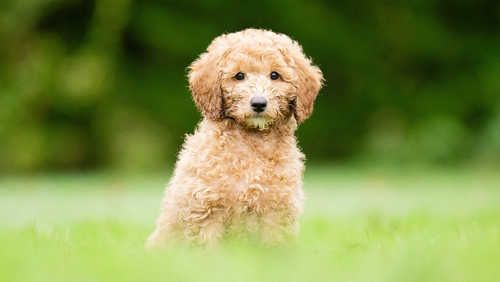 Apricot poodle puppy sitting on the grass