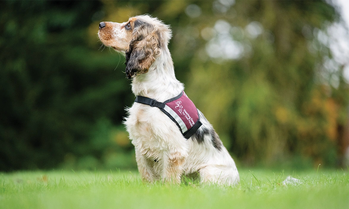 Sable Cocker Spaniel sitting wearing Hearing Dogs qualified jacket