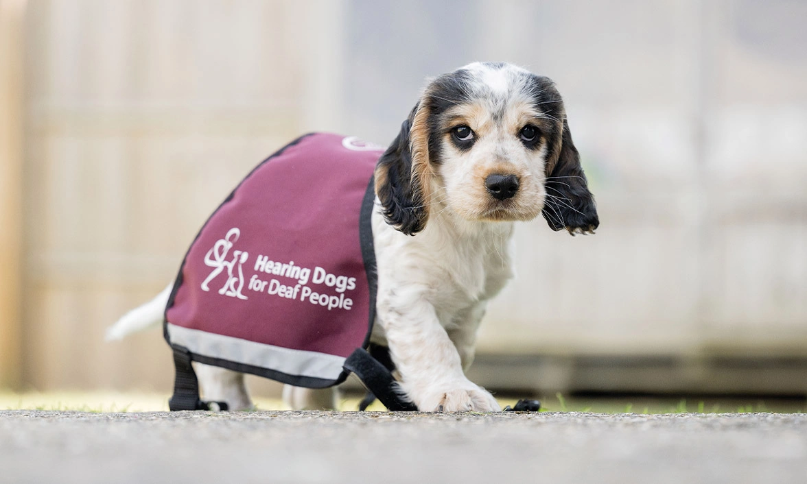 Sable Cocker Spaniel puppy wearing oversized Hearing Dogs qualified jacket