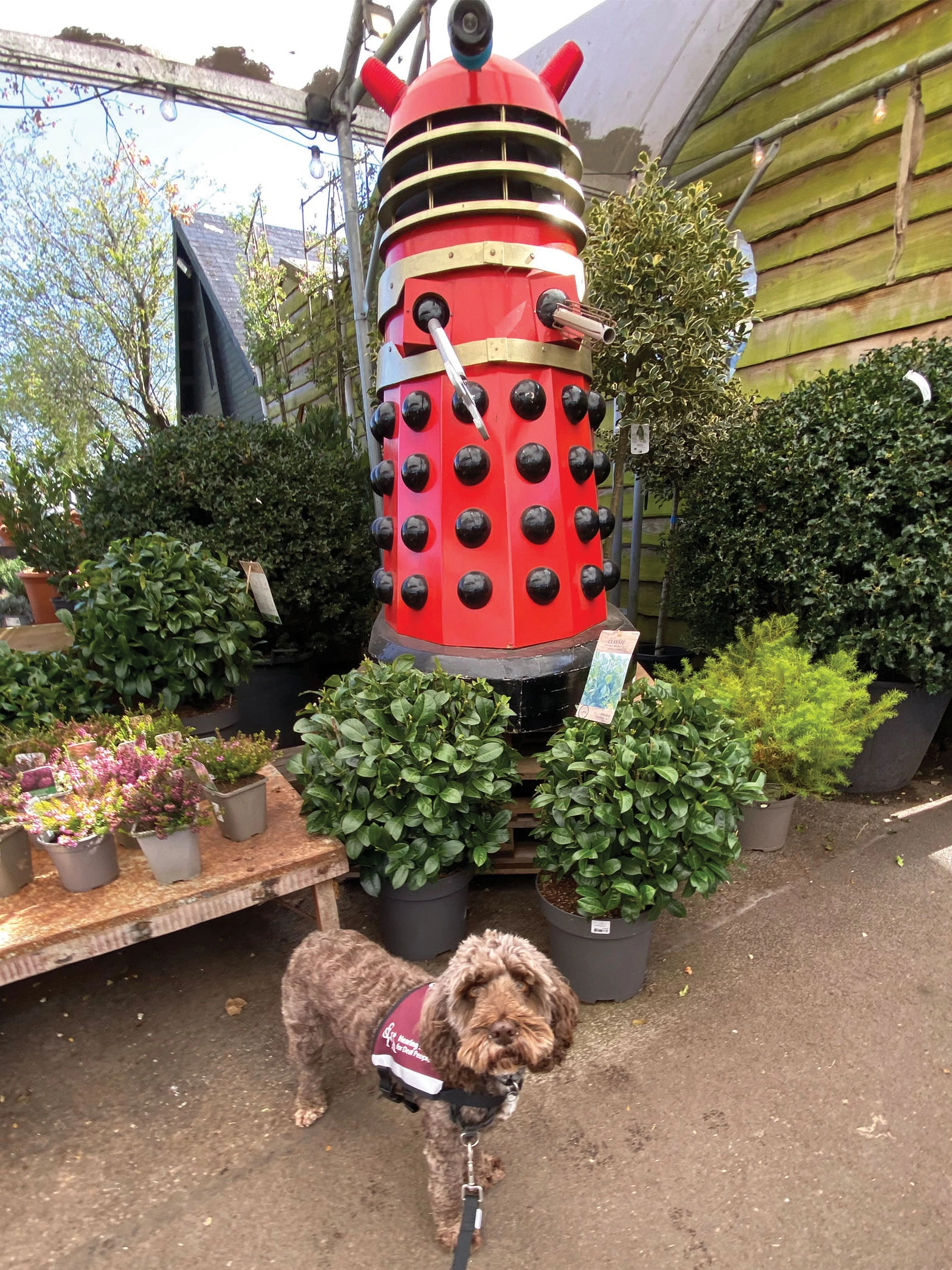 Chocolate Cockapoo hearing dog standing in front of dalek