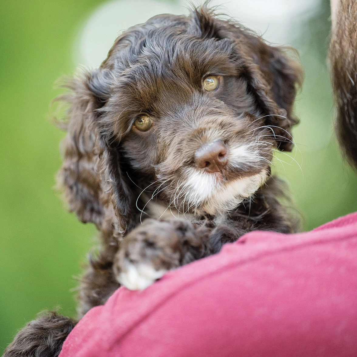 Chocolate Cockapoo puppy