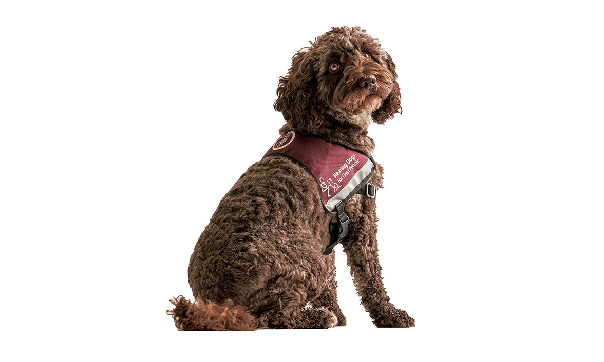 Chocolate Cockapoo sitting in qualified jacket on white background
