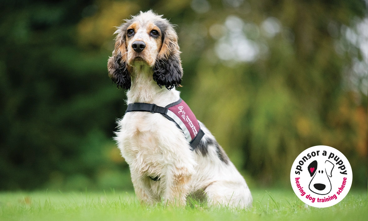 Sable Cocker Spaniel sitting wearing Hearing Dogs qualified jacket