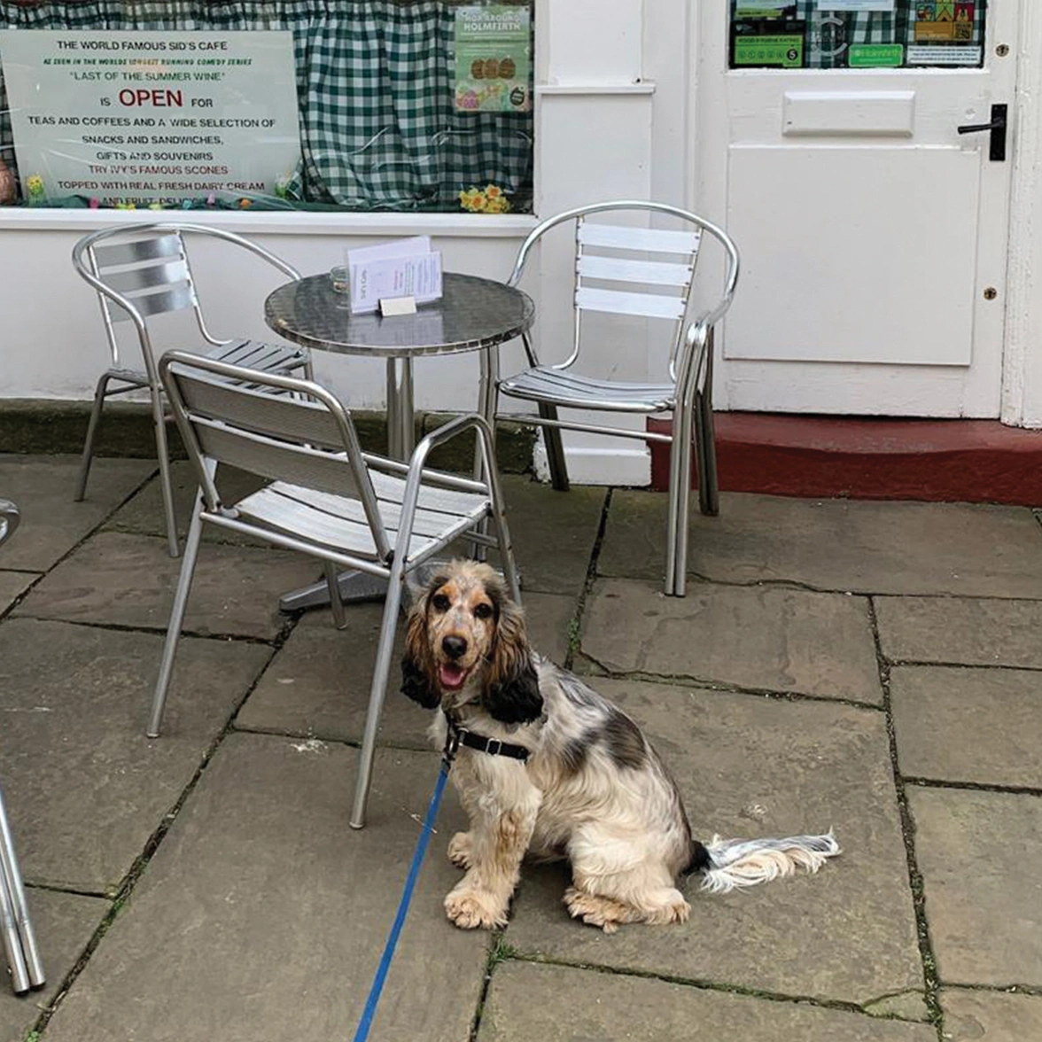 Sable Cocker Spaniel sitting outside cafe