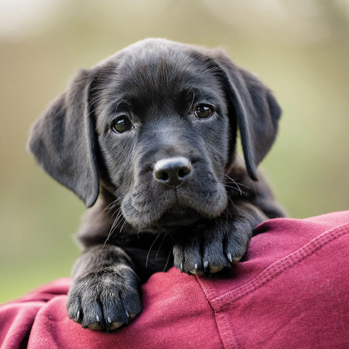 Black Labrador puppy cuddling human