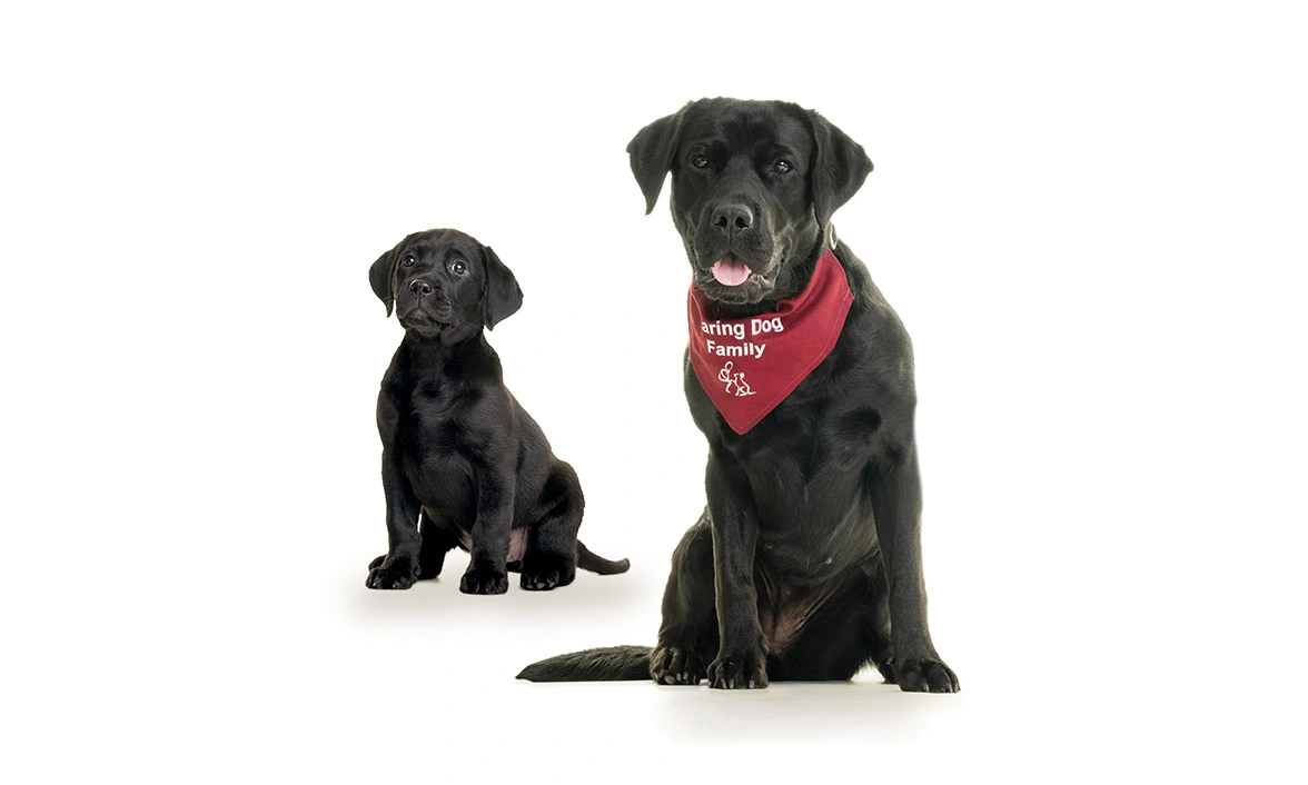 Black Labrador puppy sitting next to adult black Labrador
