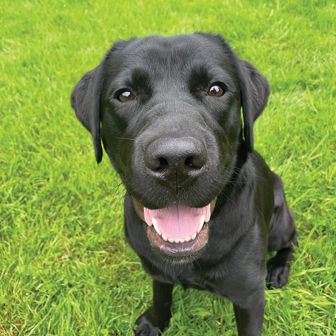 Black Labrador sitting on grass looking happy