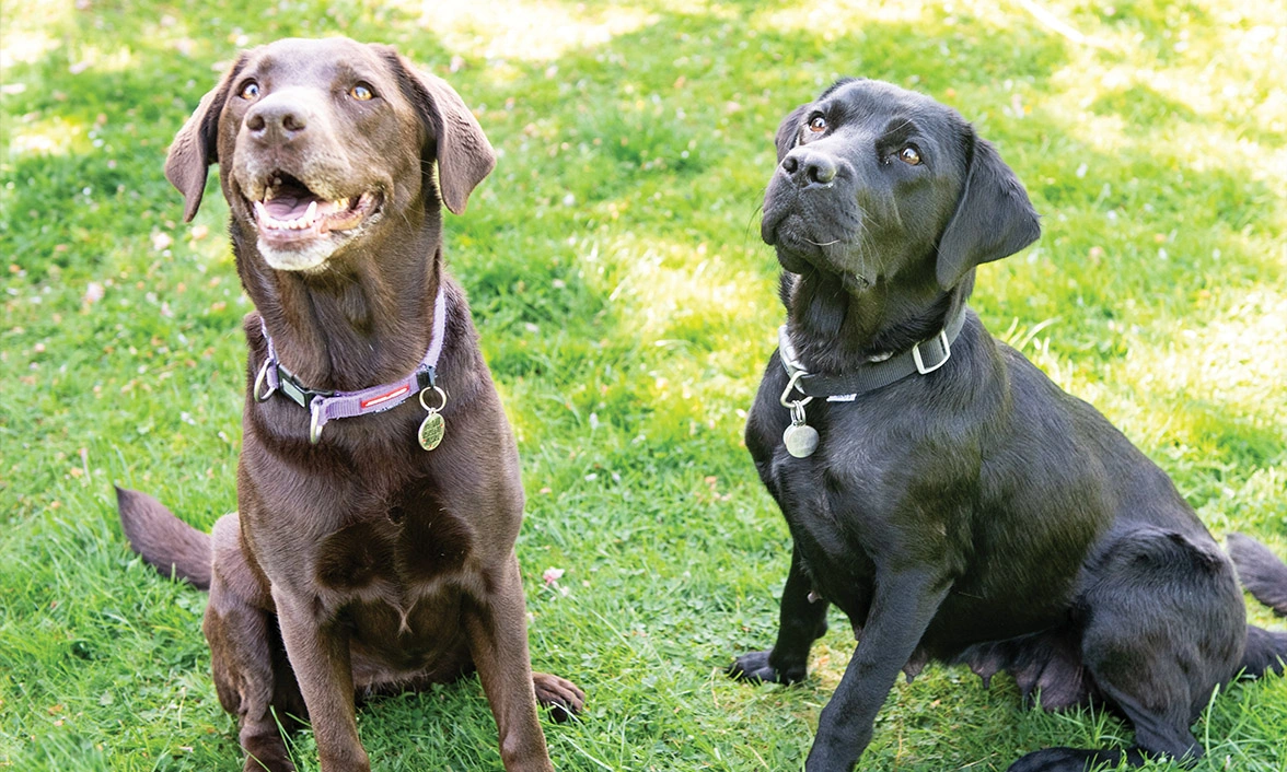 Chocolate Labrador sitting next to black Labrador on grass