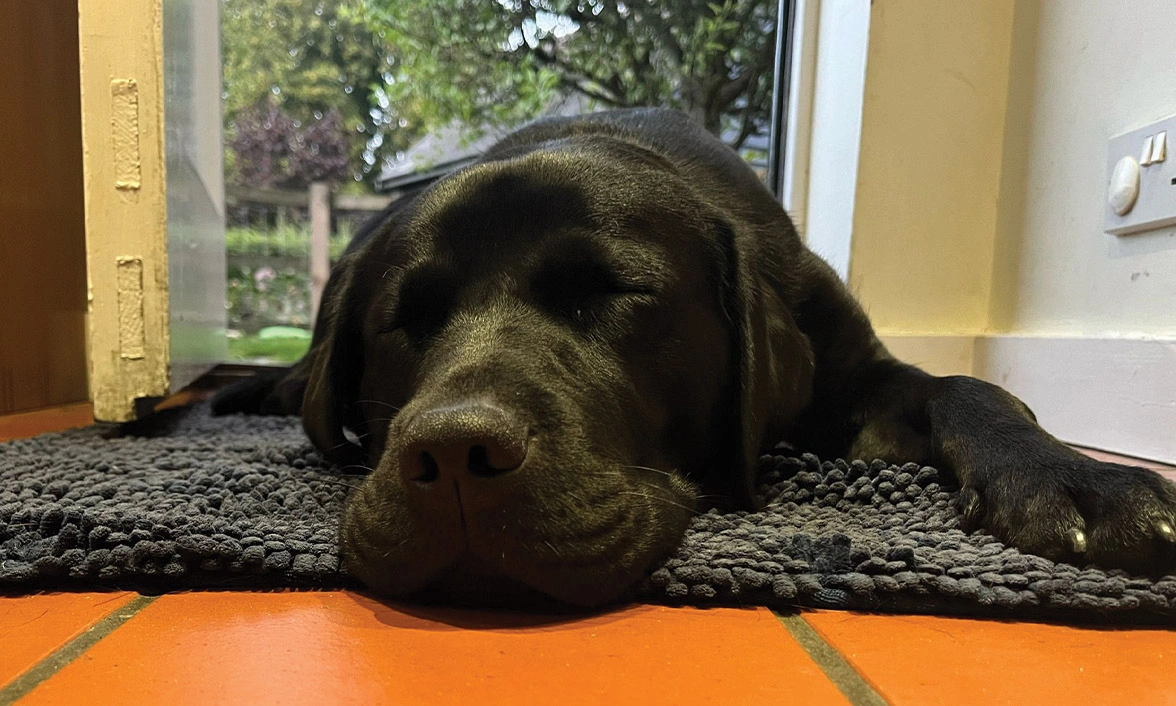 Black Labrador sleeping on kitchen floor