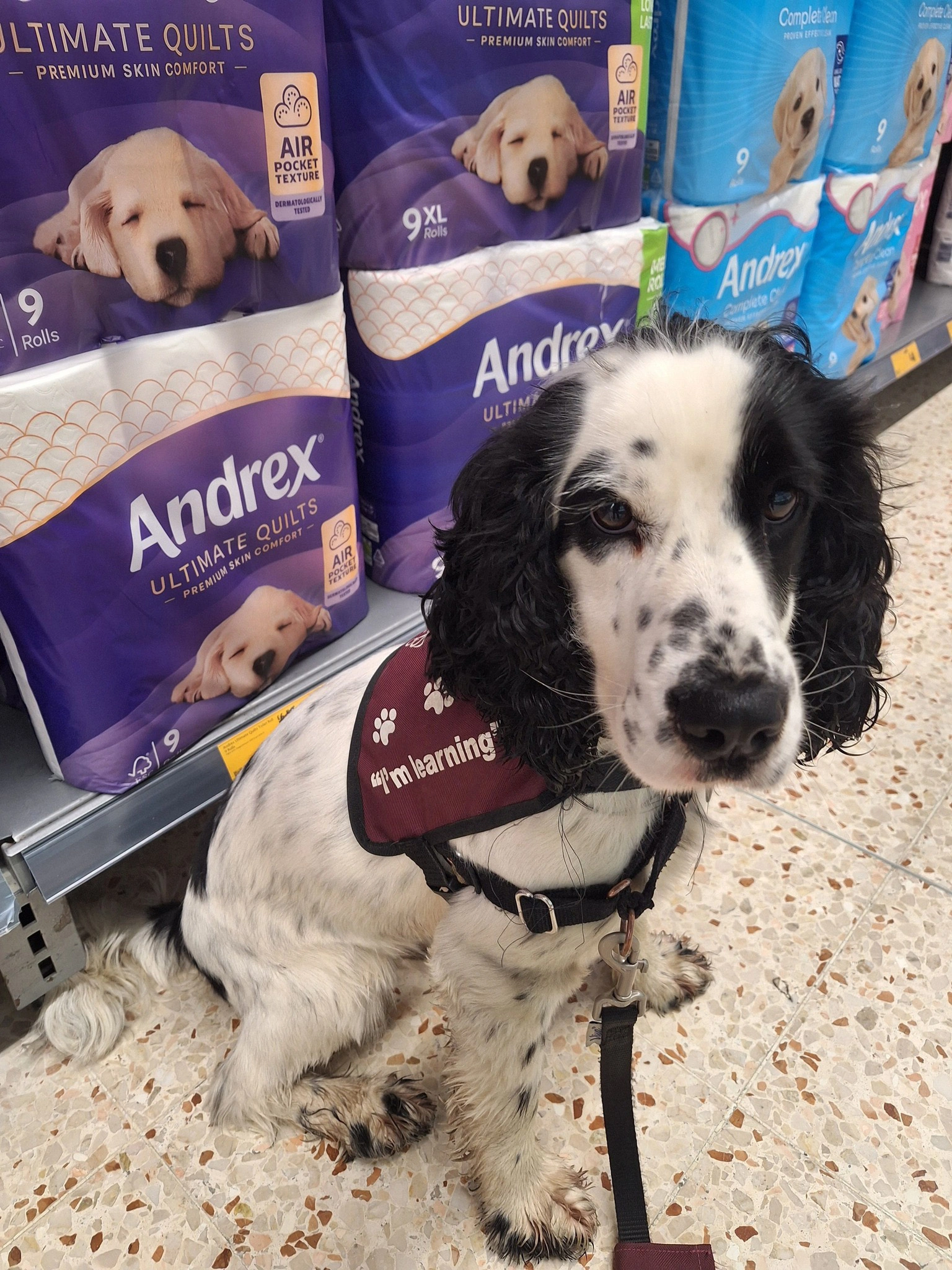 A black and mostly white cocker spaniel dog, wearing a hearing dogs training jacket sitting beside a store display of Andrex toilet paper.