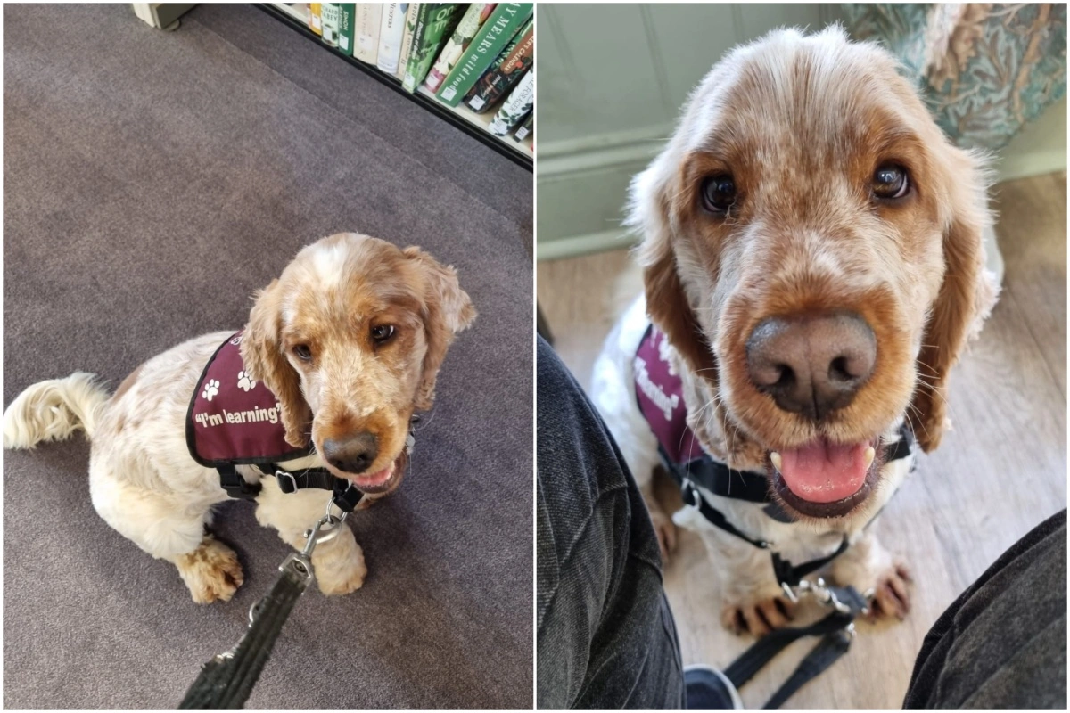 A collage of two different photos of Bilbo, one shows him wearing his training jacket with some library bookshelves behind him. In the other he is looking straight at camera with mouth slightly open