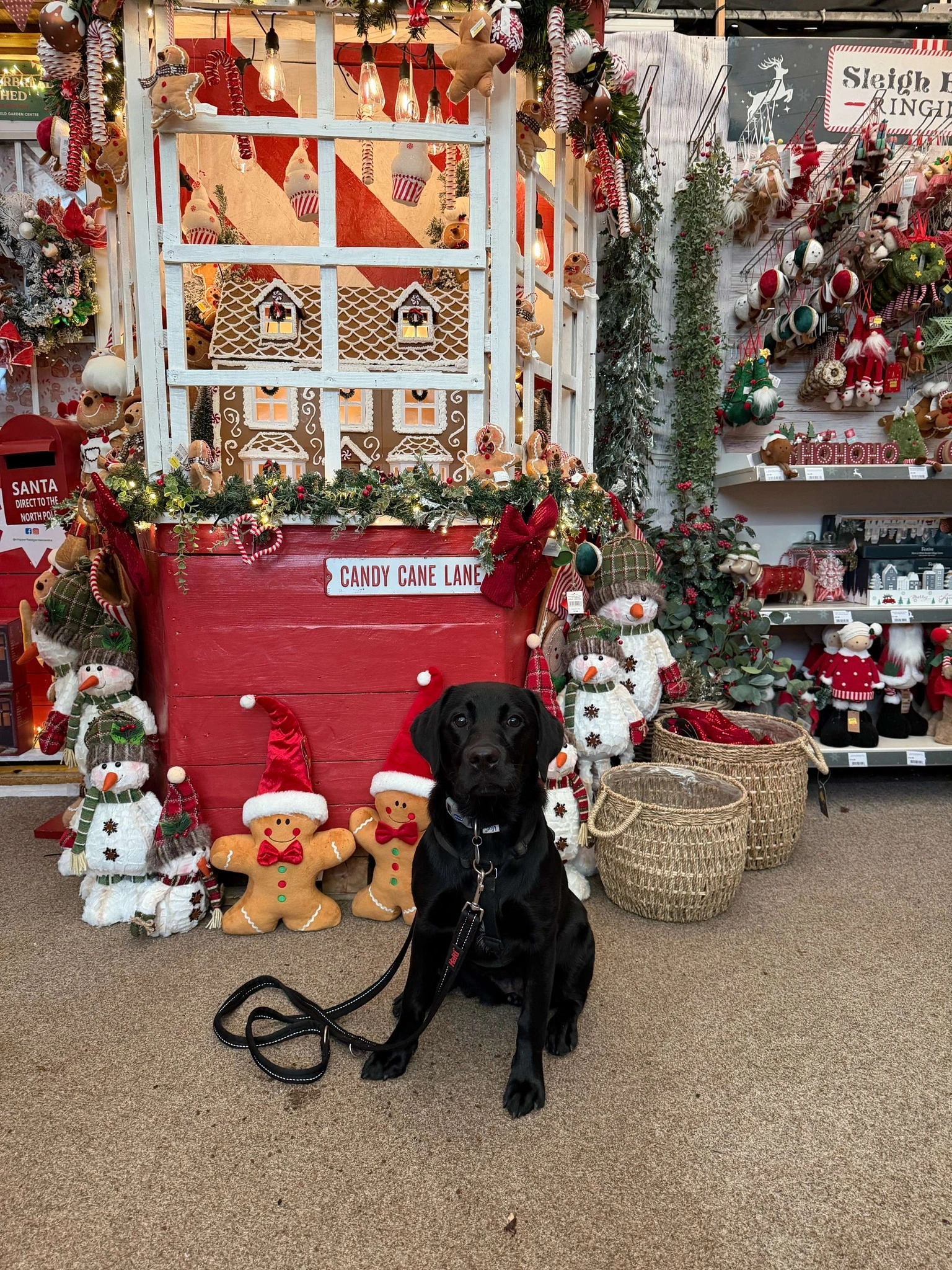 A black Labrador is sitting in front of a christmas display in a garden centre. Snowmen, gingerbread men and candy canes can be seen in the background