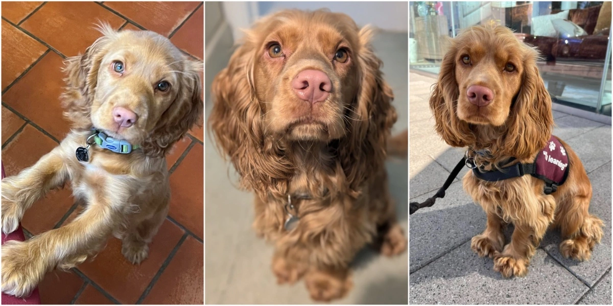Three photos of Lima a brown furred cocker spaniel. From left to right: A young lima standing on two back paws, Lima looking up, Lima sitting calmly wearing her hearing dogs jacket