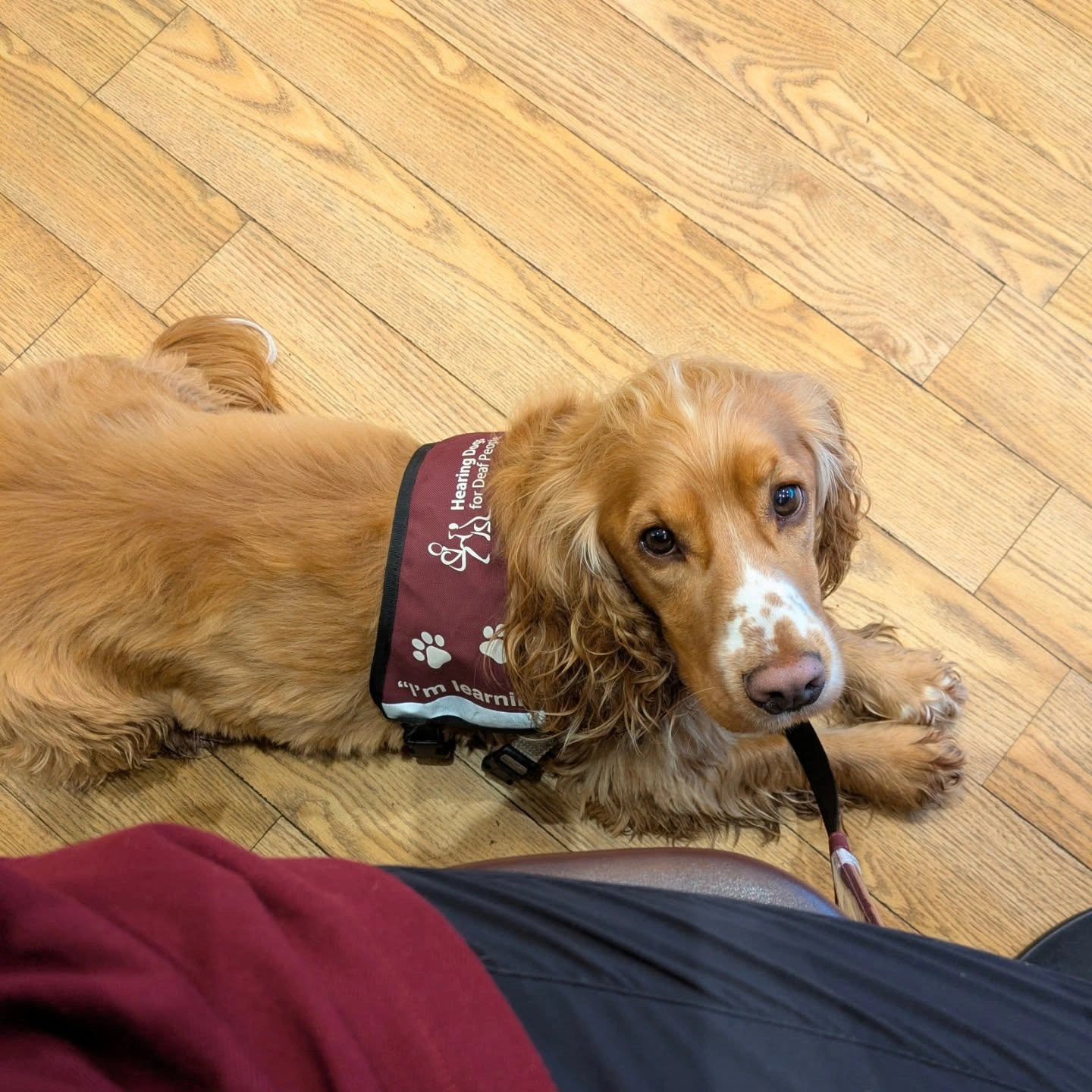 A golden cocker spaniel, wearing a hearing dogs training vest, is lying calmly settled on a wooden floor. He is looking up at camera