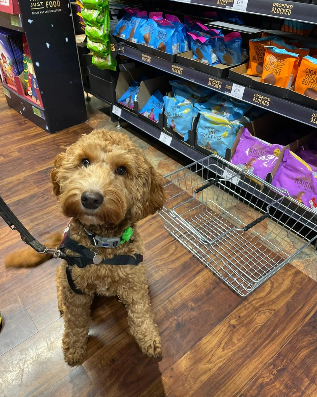 Marco is photographed sitting in front of a supermarket food display, with a basket beside him. He is looking very focused.