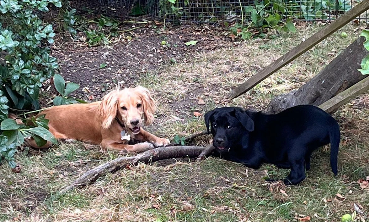 Golden Spaniel and Black Labrador laying opposite eachother on grass