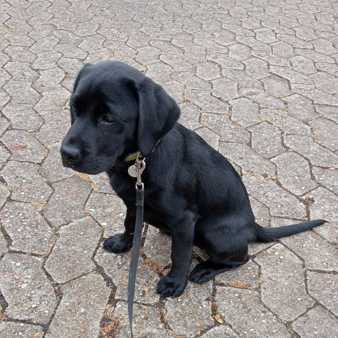 Black Labrador sitting on pavement wearing collar and lead