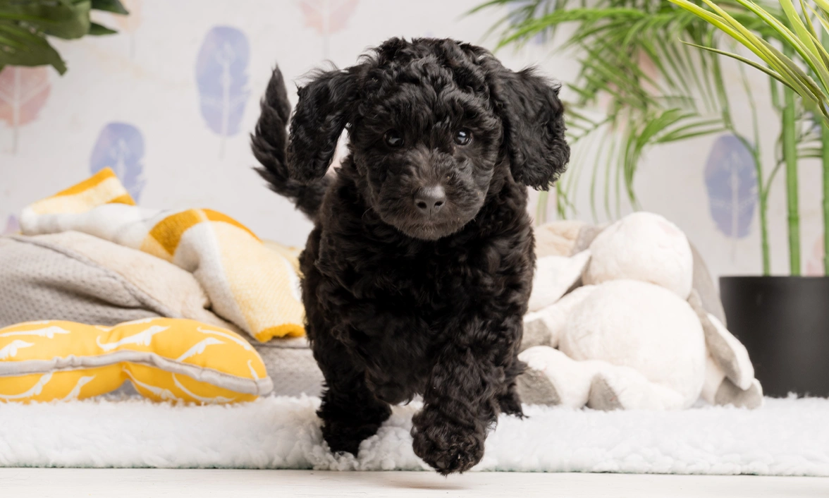 Black furred poodle Ginny is mid run towards the camera. Blankets and yellow cushions are in the background.
