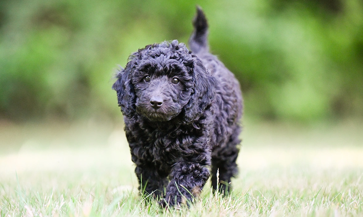 Ginny is walking on short grass towards the camera, tail up.