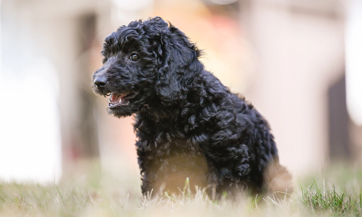 Poodle Ginny is sitting, her mouth slightly open, on grass.