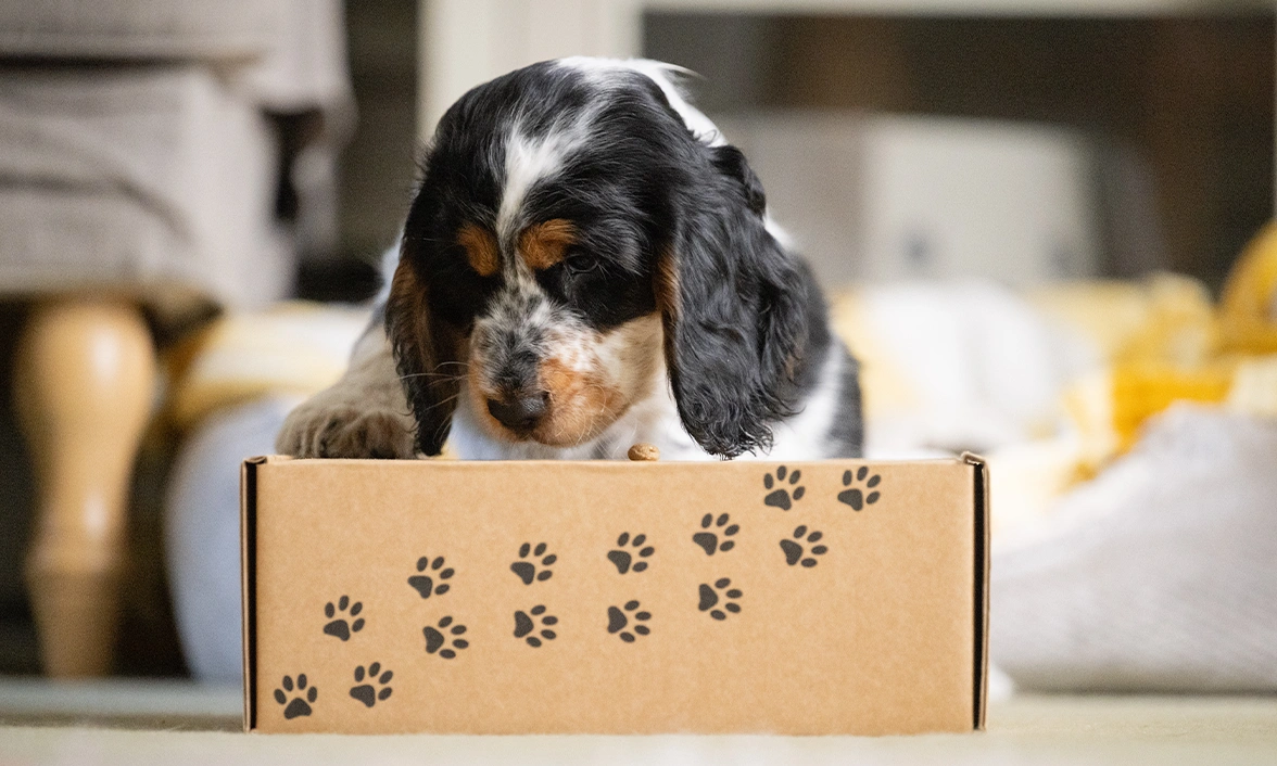 A cocker spaniel puppy curiously investigating a cardboard box with paw prints on it