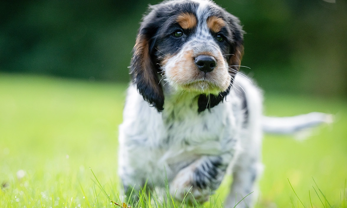 Close up of Iggy in a grassy field. he is looking off to the right curiously
