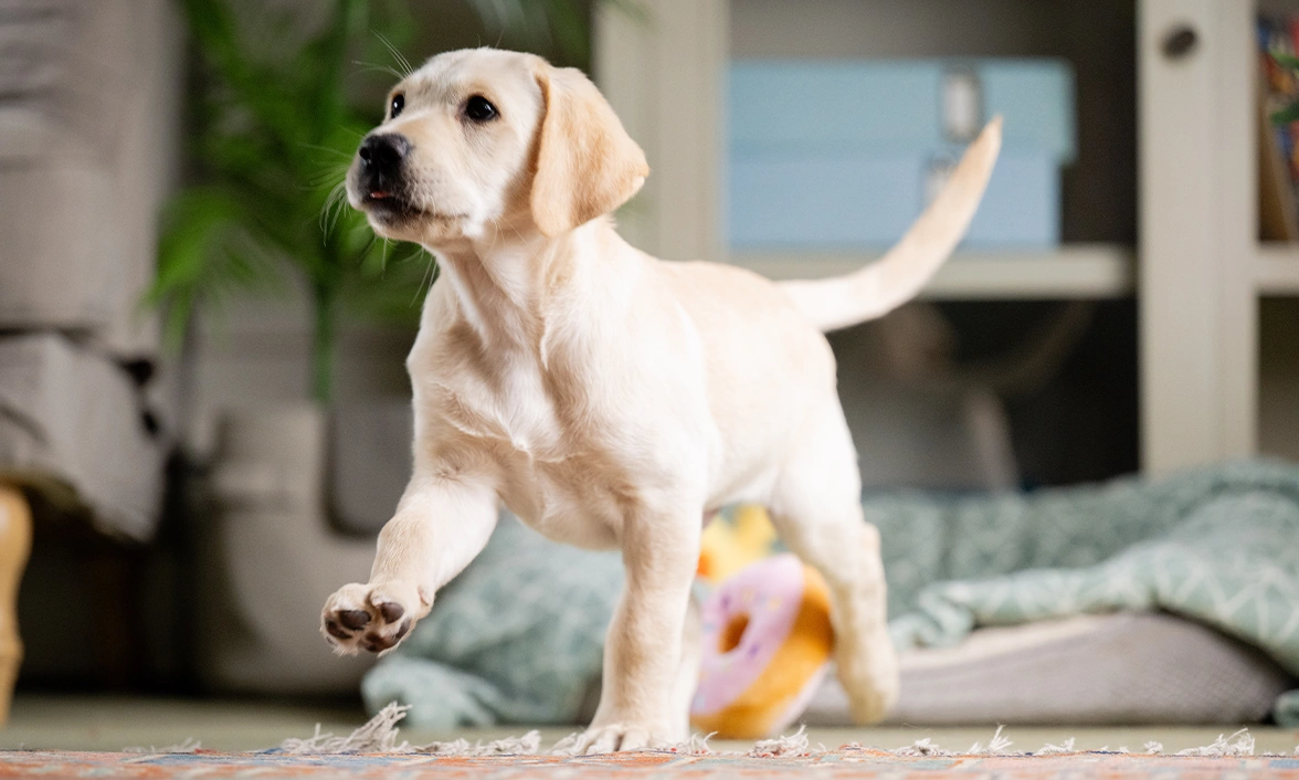 White Labrador puppy Joey mid walk, with his head and tail held high..