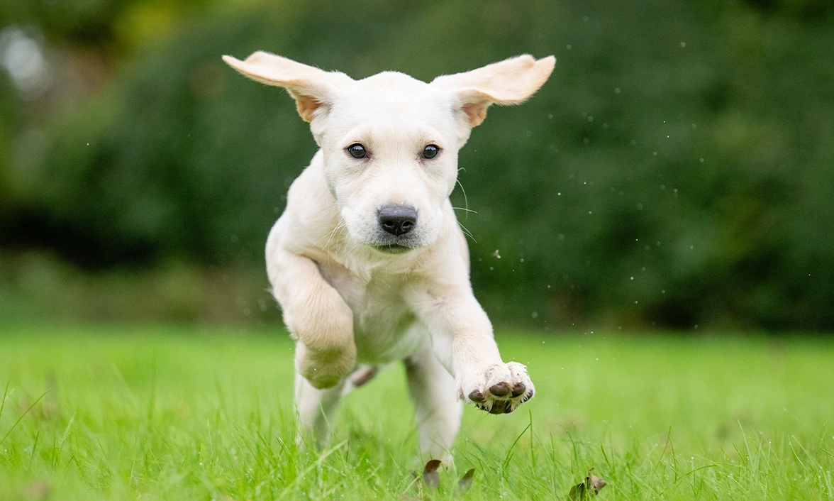 White labrador Joey running on grass. His ears are flapping high above his head.