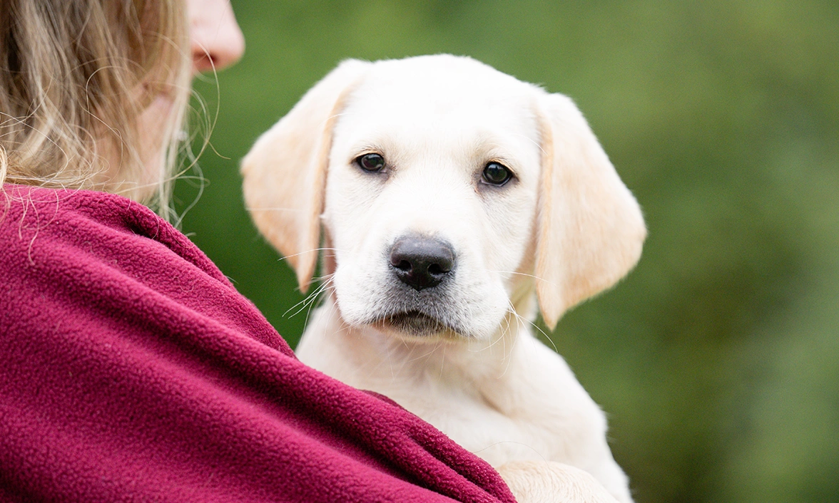 Little white lab Joey is being held in the arms of a woman and looking over her shoulder at camera.