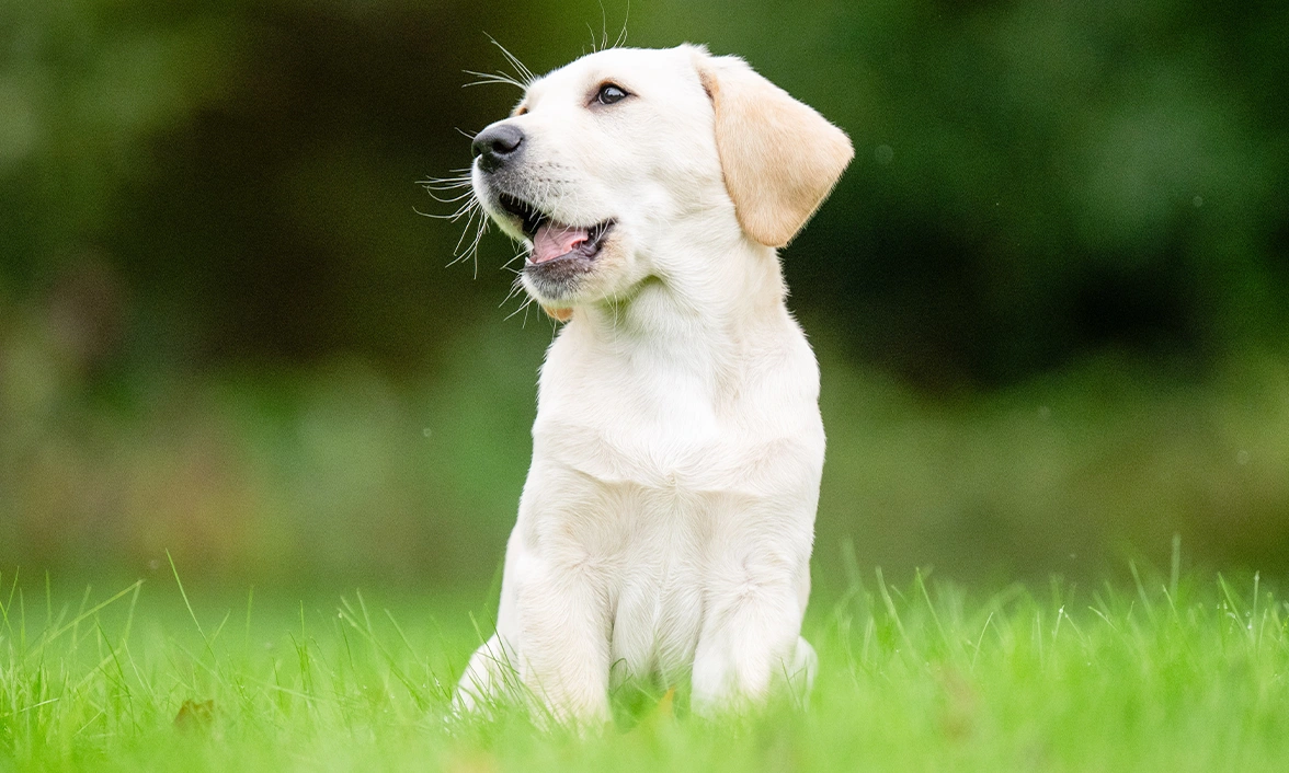 White lab pup Joey sitting up on grass, his head turned to the side and mouth open.