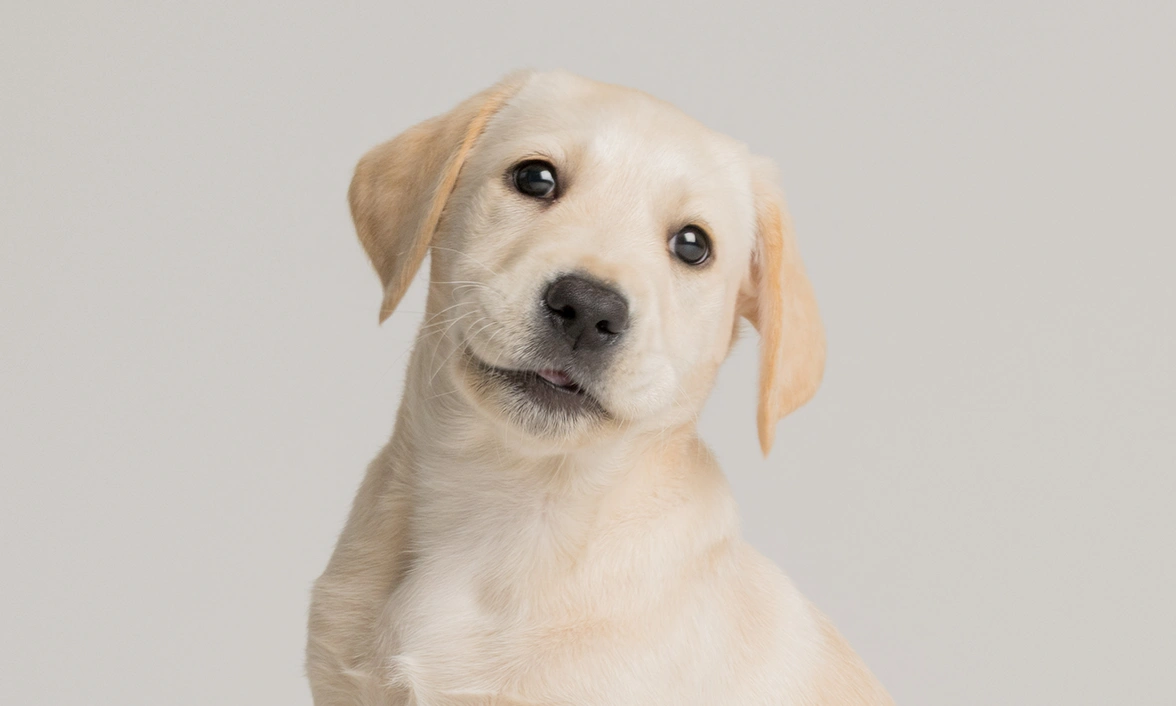 Yellow lab Joey photographed portrait style against a plain grey background. His head is tilted to the side.