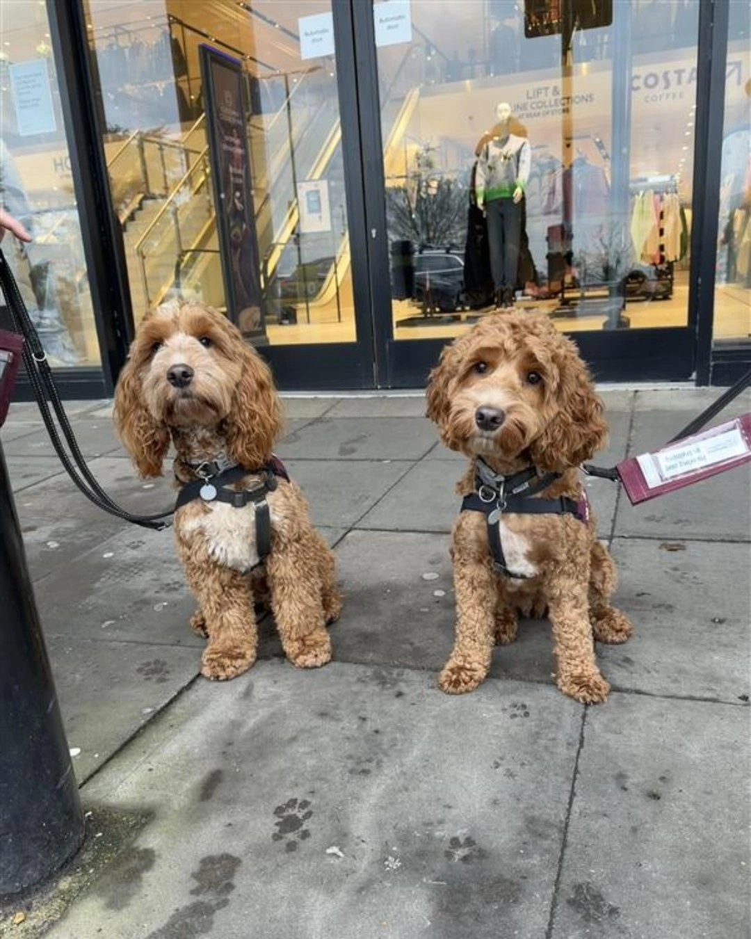 Two cute apricot cockapoos sat outside the shop window