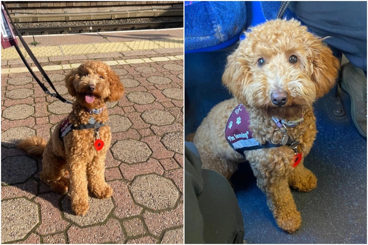 Cute cockapoo sat looking at the camera on the train platform