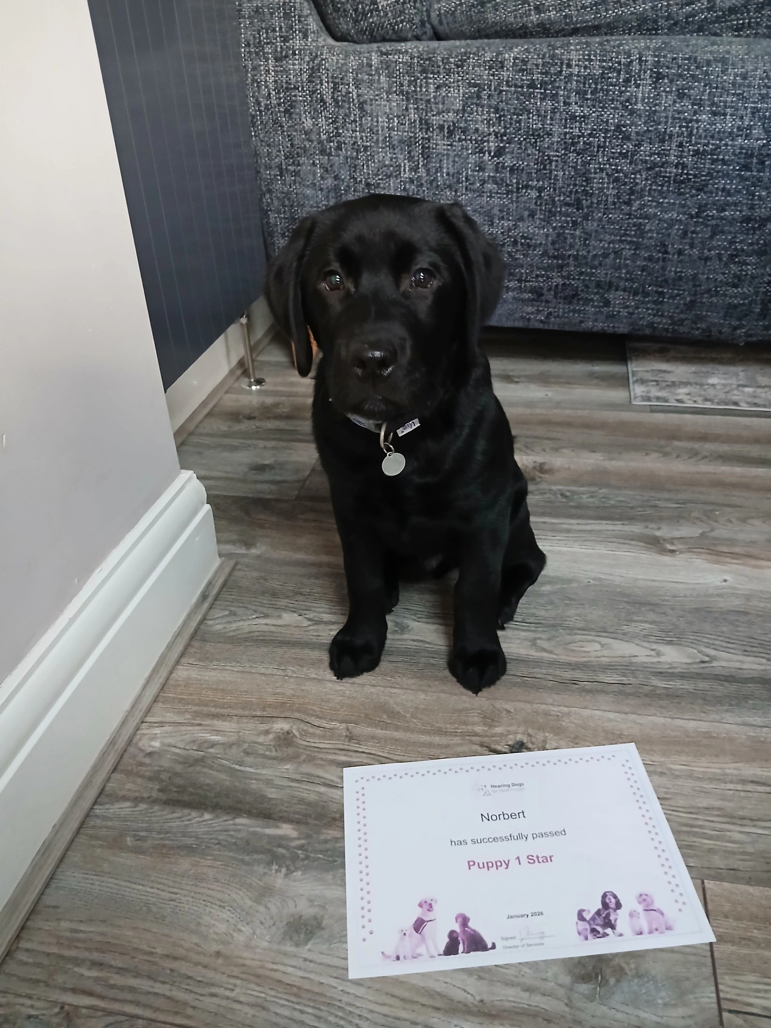 Black labrador puppy sitting infront of his one star certificate