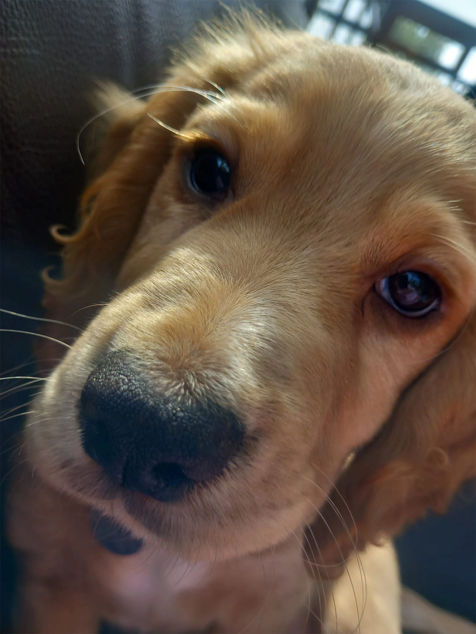 Close up photo of golden Spaniel puppy