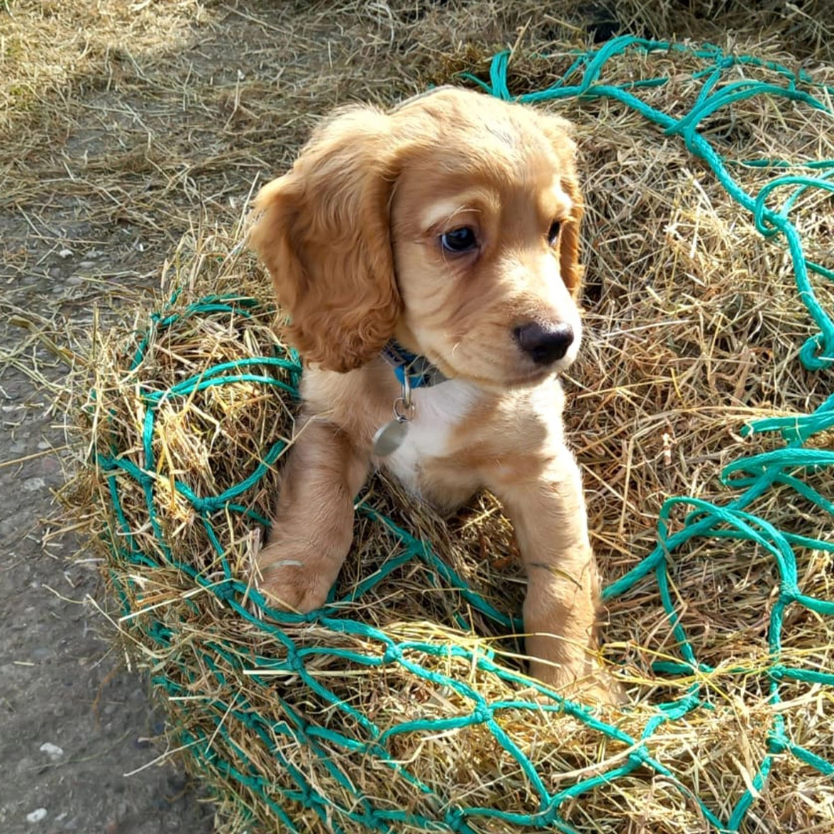 Golden Spaniel puppy sitting in pile of hay