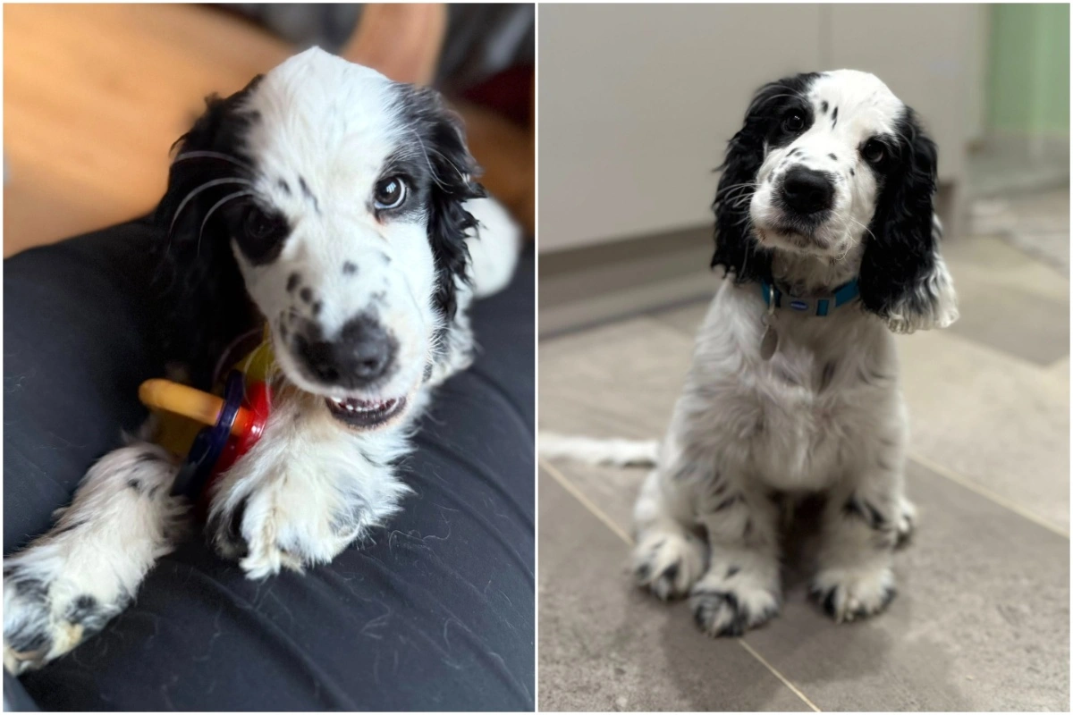 Cute black and white spaniel chewing a toy (left) and sitting looking up (right)