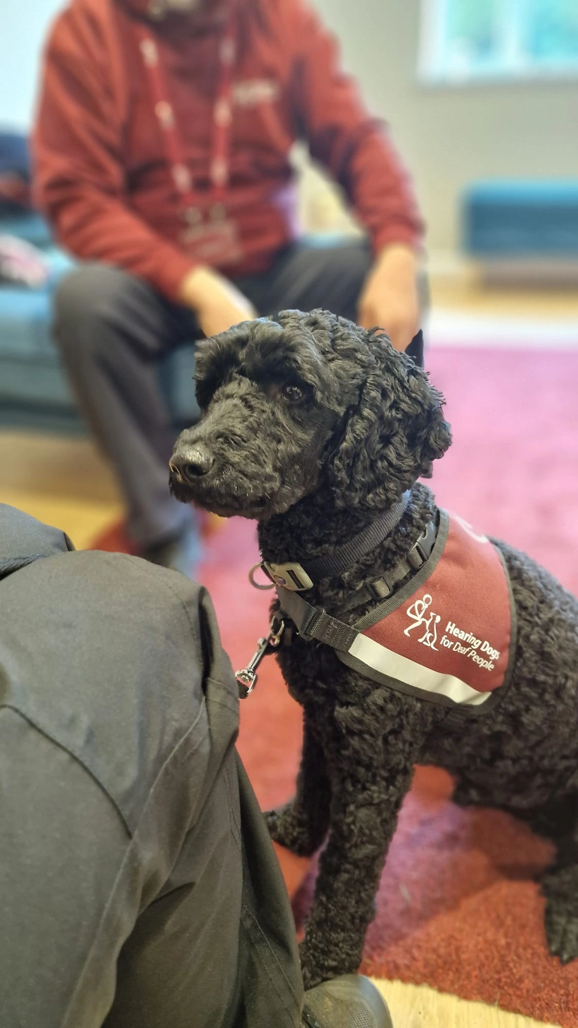 black poodle sat in his burgundy hearing dog jacket