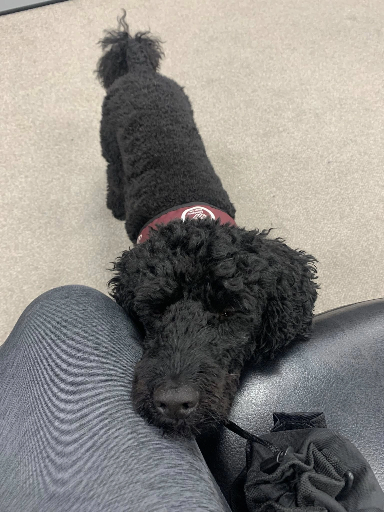 black poodle nudging womans leg while sat down