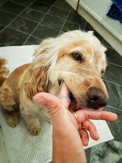Albert is shown having his teeth brushed