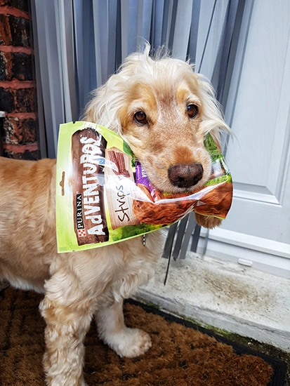 Albert is back hame and is standing on all fours with a large bag of treats in his mouth.