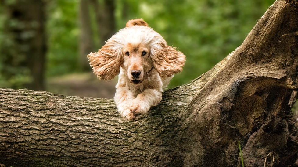 Albert is in mid jump over a large log, his ears flapping out to the side.