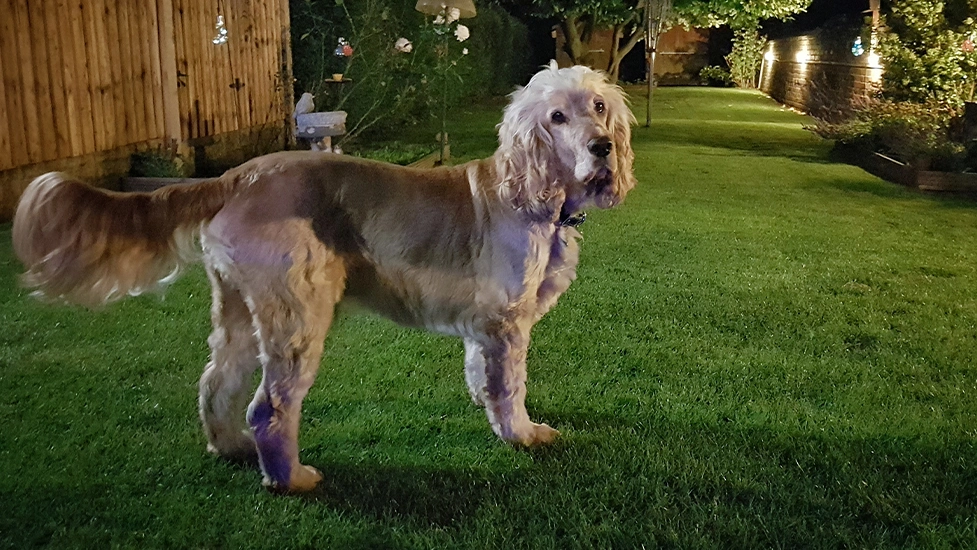 It is early evening in the garden and Albert is standing on the grass looking back