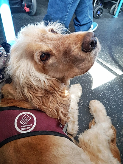 Albert is lying calmly on a bus, wearing his uniform. He is craning his head back and looking upwards.