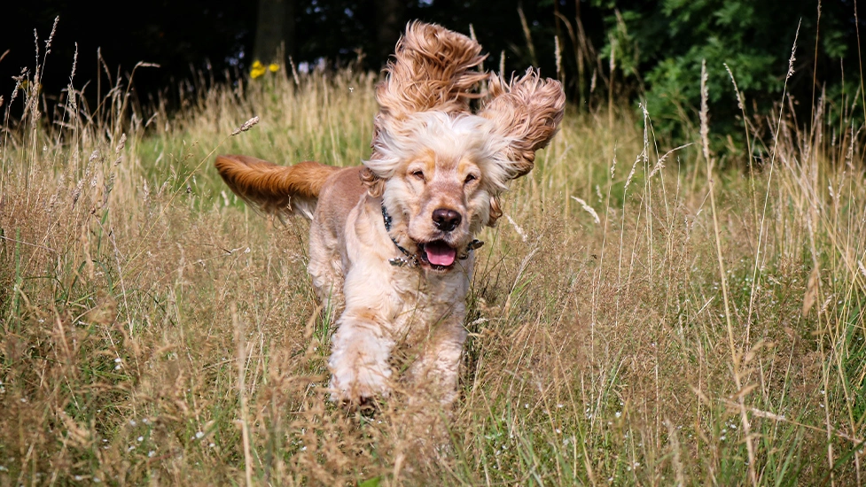 Albert is running happily through some long grass, and his ears are both flapping high above his head.