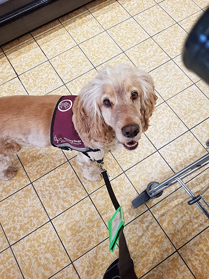 Albert on a lead looks up at the camera. The wheel of a supermarket trolley can be seen beside him.