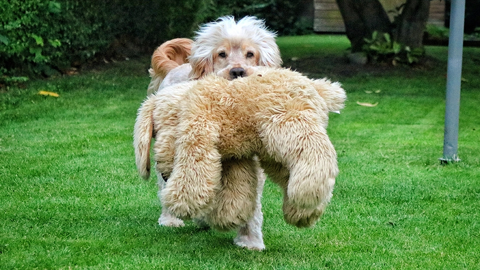 Albert is walking across the grass in the garden, with a very large cuddly toy in his mouth.