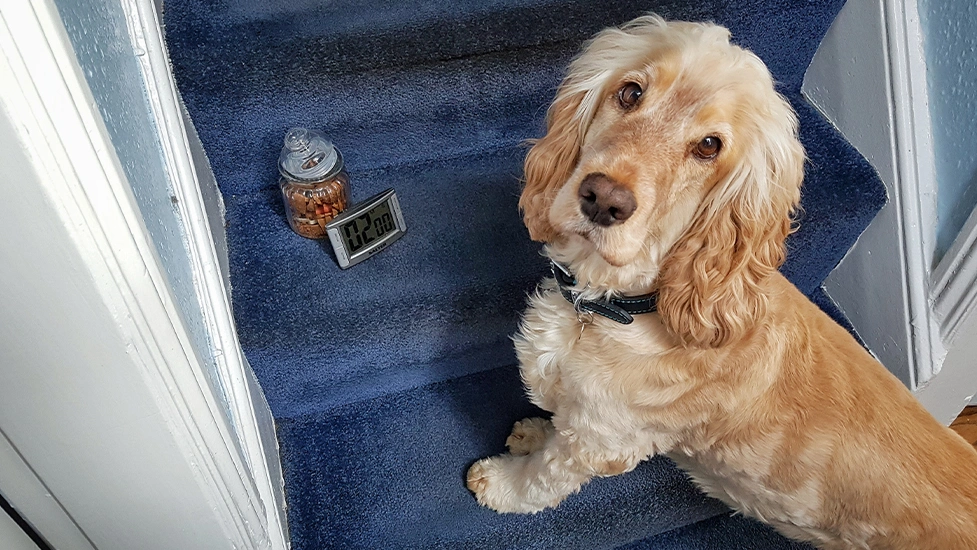 Albert is standing on blue carpeted house stairs. A digital cooker timer and a jar of treats are on the step beside him